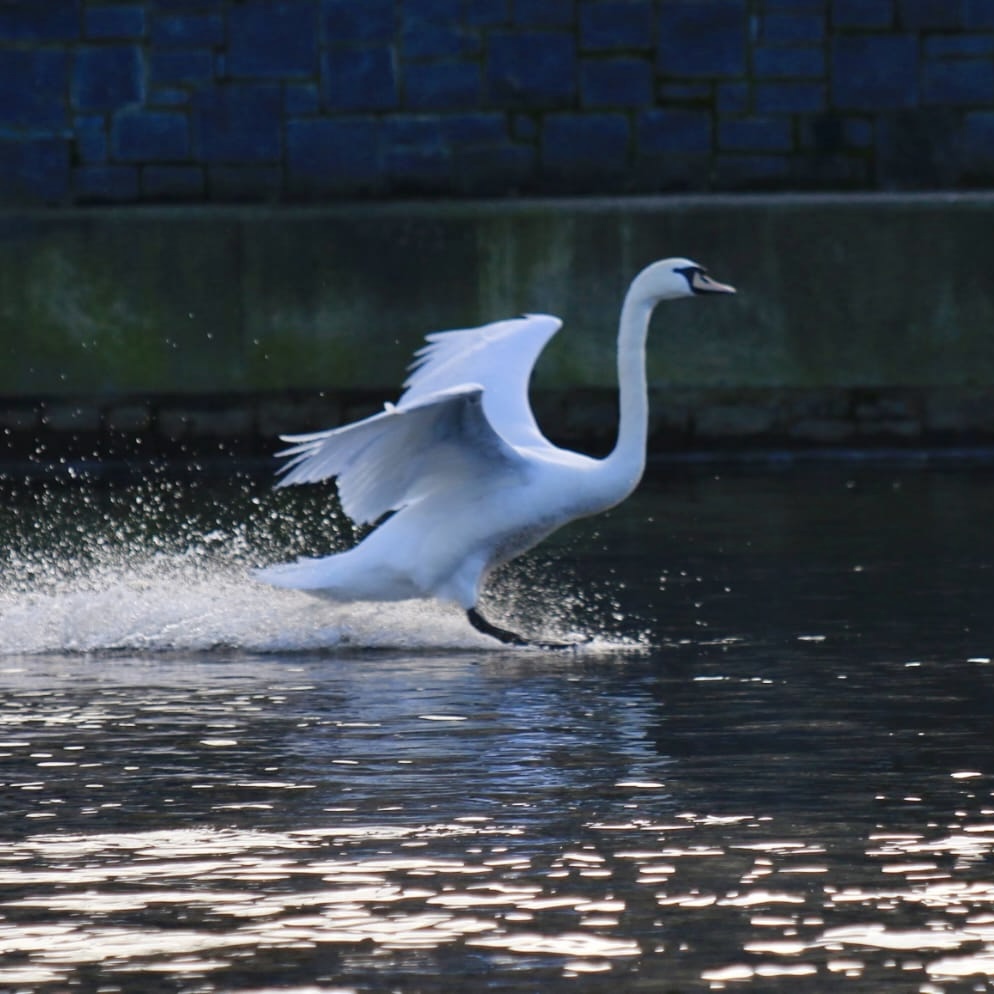 swan landing